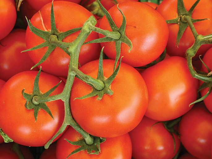 tomates